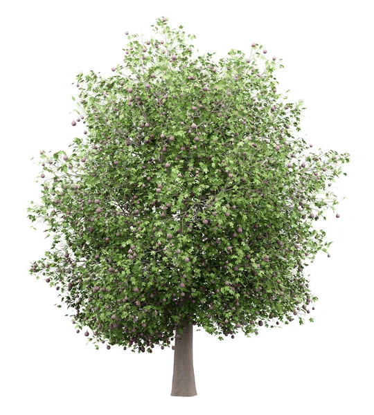 Gemeiner Feigenbaum Mit Feigen Auf Weißem Hintergrund Illustration — Stockfoto