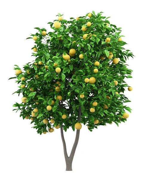 Grapefruitbaum Mit Grapefruits Isoliert Auf Weißem Hintergrund Illustration — Stockfoto