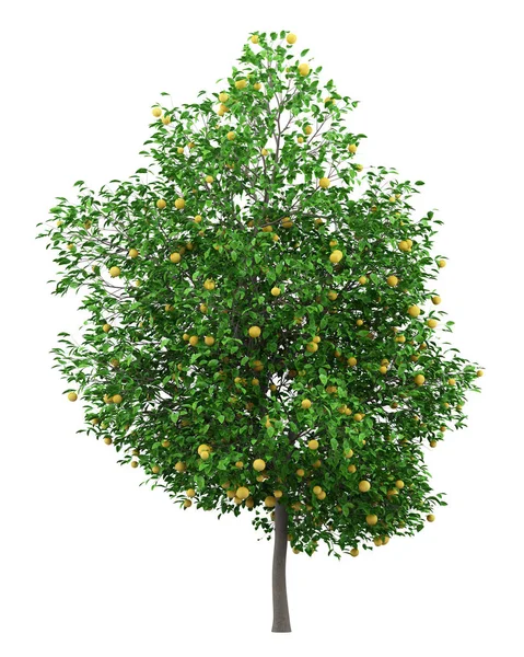 白い背景に分離されたグレープ フルーツとグレープ フルーツの木 イラストレーション — ストック写真