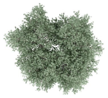 Beyaz arka plan üzerinde izole zeytin ağacı. üstten görünüm. 3D çizim
