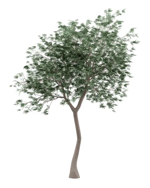 Olive Tree Isolated White Background Illustration — Stock Photo, Image