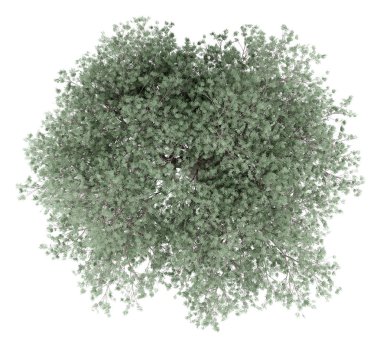 Beyaz arka plan üzerinde izole zeytin ağacı. üstten görünüm. 3D çizim