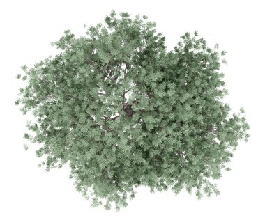 Beyaz arka plan üzerinde izole zeytin ağacı. üstten görünüm. 3D çizim