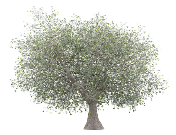 Olivový Strom Olivami Izolovaných Bílém Pozadí Obrázek — Stock fotografie