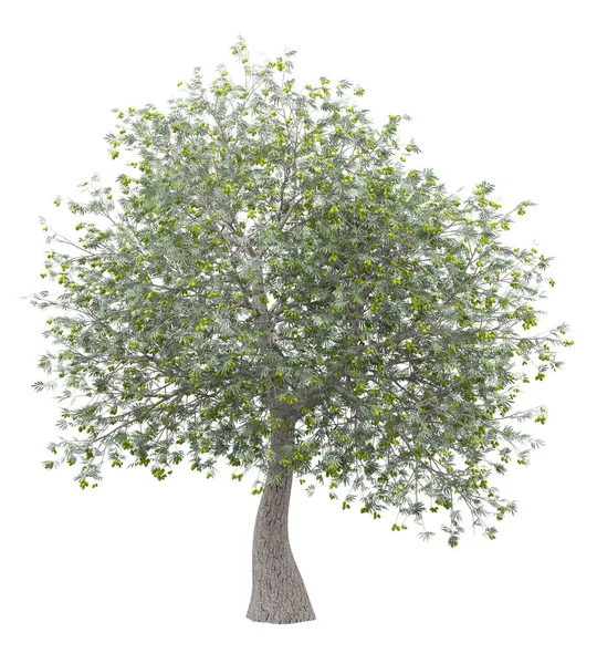 Beyaz Arka Plan Üzerinde Izole Zeytin Zeytin Ağacı Çizim — Stok fotoğraf