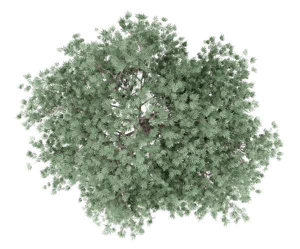Beyaz Arka Plan Üzerinde Izole Zeytin Ağacı Üstten Görünüm Çizim — Stok fotoğraf