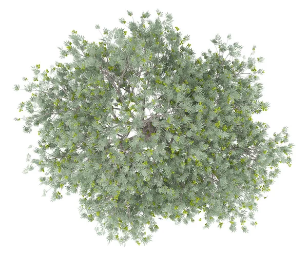 Drzewo Oliwne Oliwkami Izolowana Białym Tle Widok Góry Ilustracja — Zdjęcie stockowe