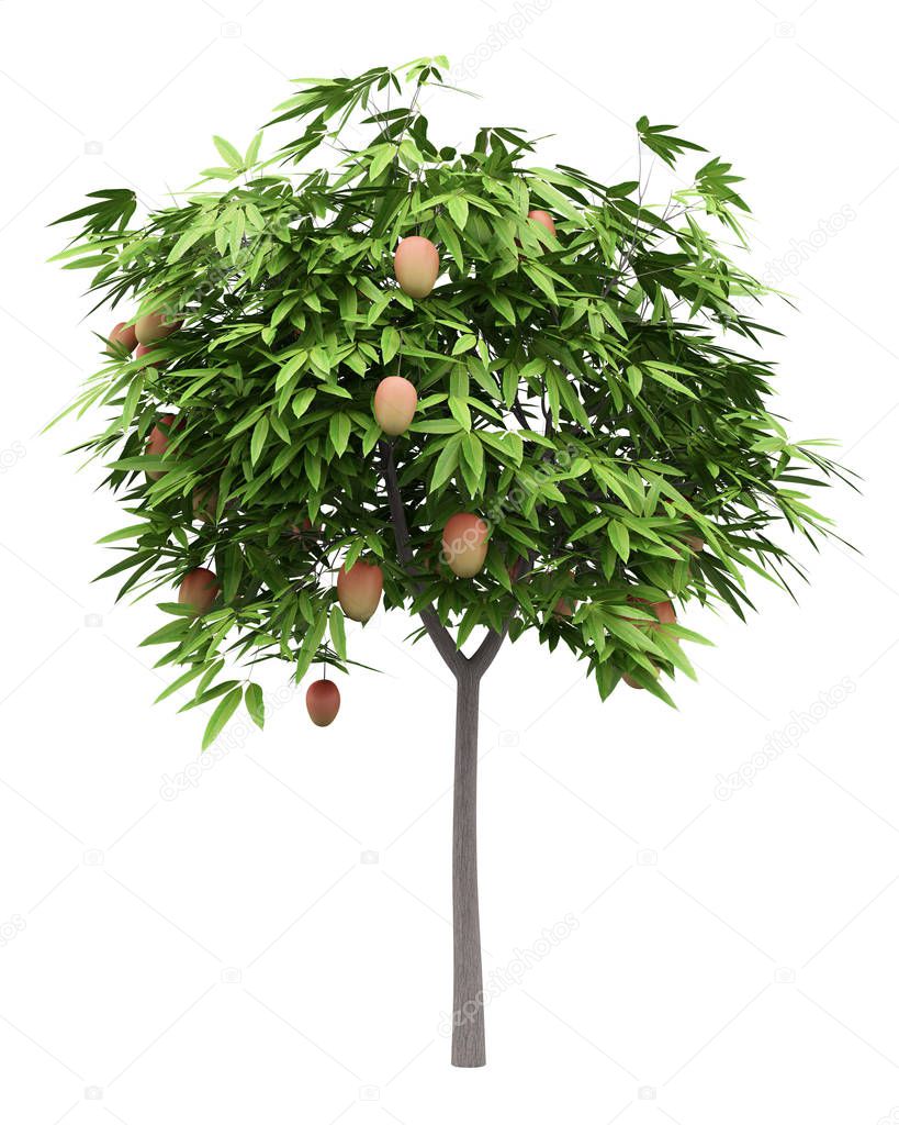 mango tree with mango fruits isolated on white background. 3d illustration