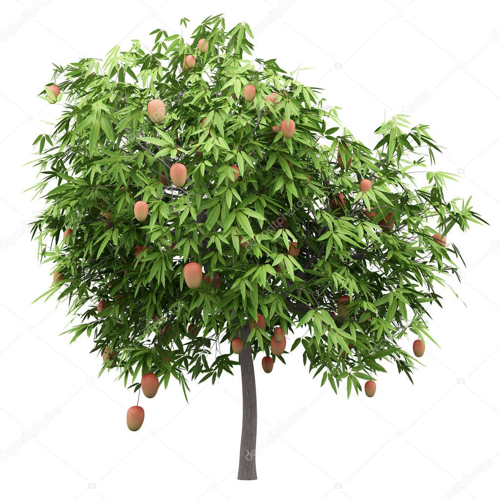 mango tree with mango fruits isolated on white background. 3d illustration