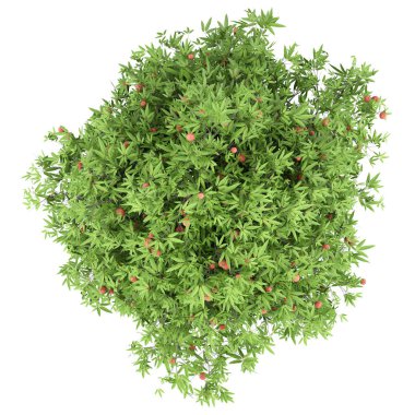 Beyaz arka plan üzerinde izole mango meyve ile mango ağacı. üstten görünüm. 3D çizim