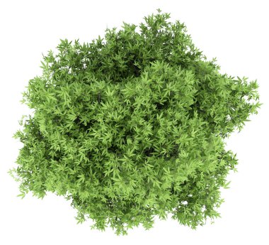 Beyaz arka plan üzerinde izole mango ağacı. üstten görünüm. 3D çizim