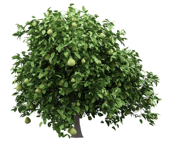 Pomelo Träd Med Frukter Isolerad Vit Bakgrund Illustration — Stockfoto