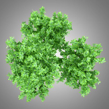 üstten görünüm portakal ağacının gri arka plan üzerinde izole. 3D çizim