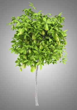 avocado tree with avocados isolated on gray background. 3d illustration clipart