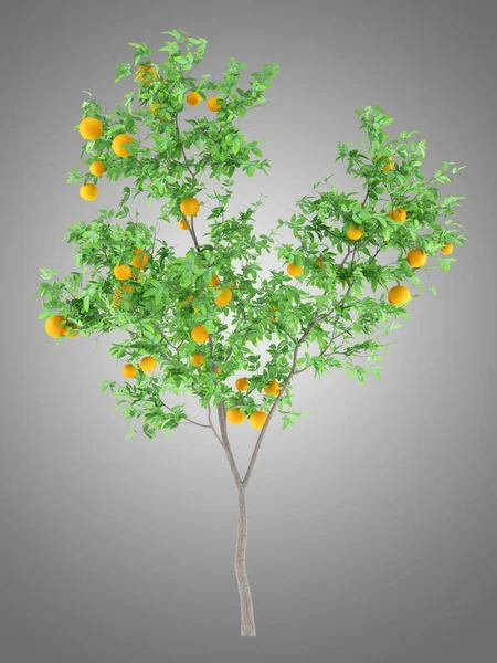 Orangenbaum Mit Orangen Auf Grauem Hintergrund Illustration — Stockfoto