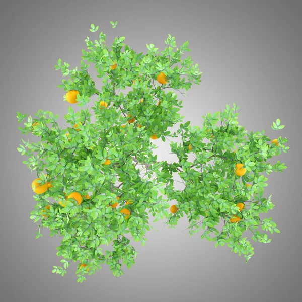 Naranjo Con Naranjas Aisladas Sobre Fondo Gris Vista Superior Ilustración — Foto de Stock