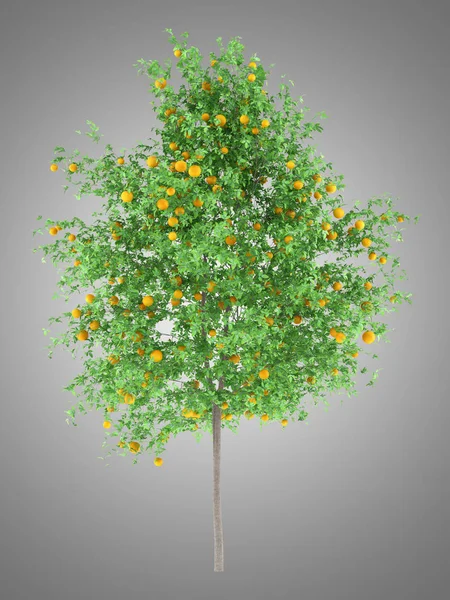 Πορτοκαλί Δέντρο Πορτοκάλια Που Απομονώνονται Γκρι Φόντο Απεικόνιση — Φωτογραφία Αρχείου