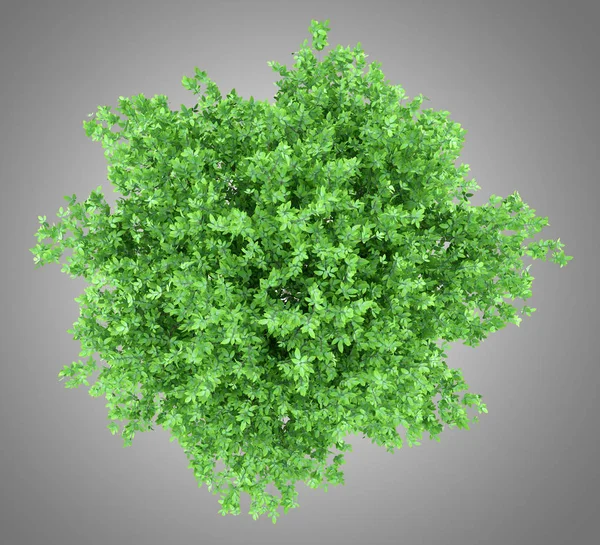 Orangenbaum Isoliert Auf Grauem Hintergrund Ansicht Von Oben Illustration lizenzfreie Stockbilder