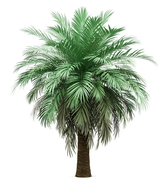 Butia palmboom geïsoleerd op witte achtergrond — Stockfoto