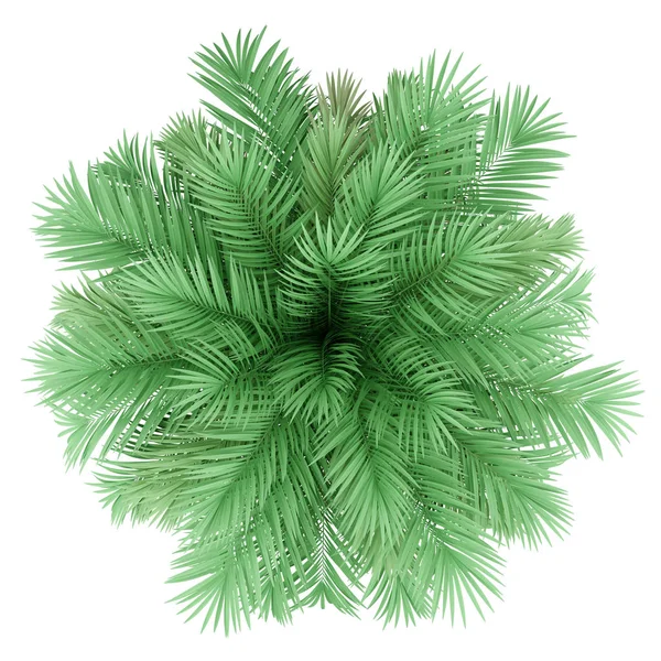 Butia palm tree isolated on white background. top view — Stock Photo, Image