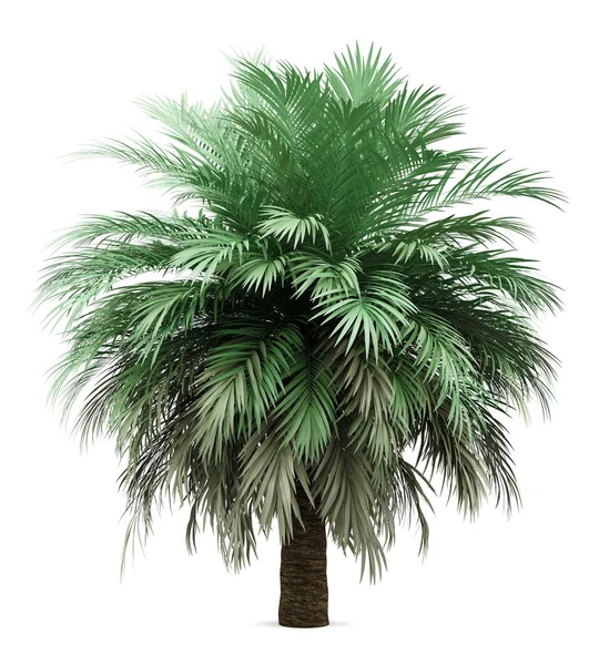 Butia Palme isoliert auf weißem Hintergrund — Stockfoto