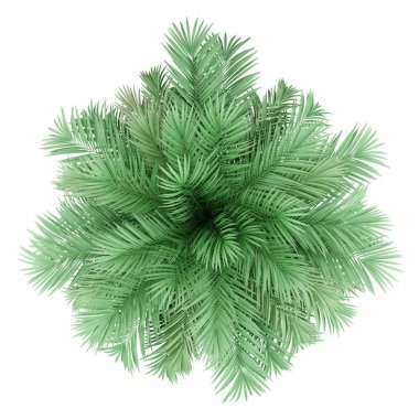 Beyaz arka planda izole edilmiş bütia palmiyesi. en üstteki görünüm