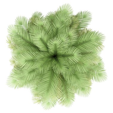 Beyaz arka planda izole Hindistan cevizi palmiye ağacı. üst görünüm