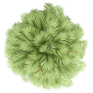 Beyaz arka planda izole edilmiş Şili şarabı palmiyesi. en üstteki görünüm