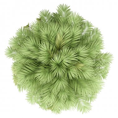 Beyaz arka planda izole edilmiş Şili şarabı palmiyesi. en üstteki görünüm