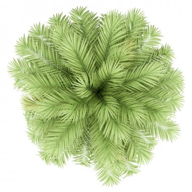 Beyaz arka planda izole edilmiş Şili şarabı palmiyesi. en üstteki görünüm