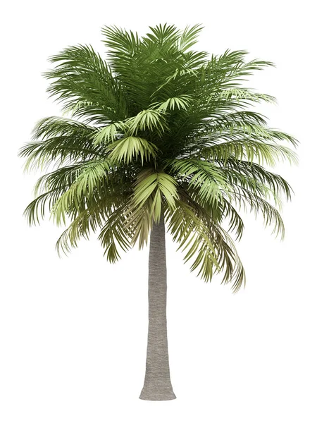 Chileense wijn palm tree geïsoleerd op witte achtergrond — Stockfoto