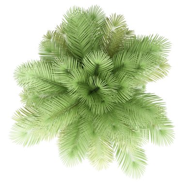 Beyaz arka planda izole Hindistan cevizi palmiye ağacı. üst görünüm