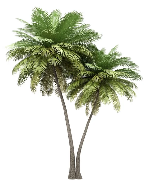 孤立在白色背景上的两个椰子棕榈树 免版税图库照片