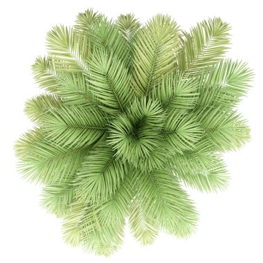 Beyaz arka plan üzerinde izole hurma ağacı