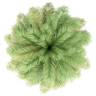 beyaz arka plan üzerinde izole tarih palmiye ağacı. üst görünüm