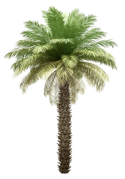 Dadelpalm boom geïsoleerd op witte achtergrond — Stockfoto