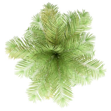 beyaz arka plan üzerinde izole şişe palmiye ağacı. üst görünüm