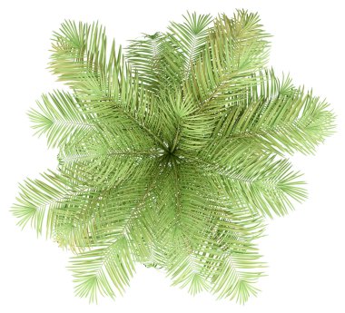 beyaz arka plan üzerinde izole şişe palmiye ağacı. üst görünüm