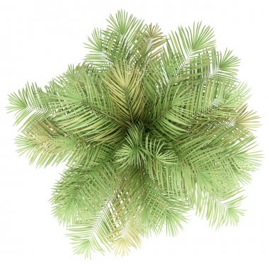 beyaz arka plan üzerinde izole şişe palmiye ağacı. üst görünüm