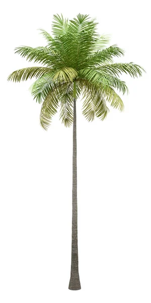 孤立的白色背景上的瓶子棕榈树 图库图片