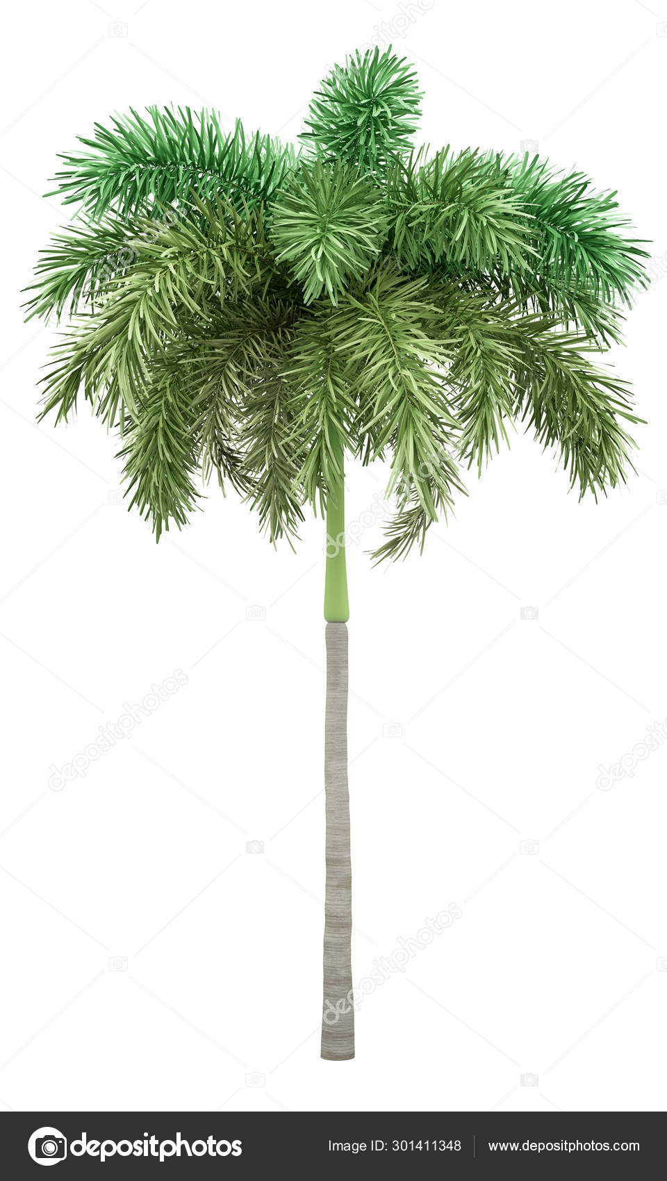 Foxtail Palm Tree Isolated On White Background Stock Photo C Tiler84 Foxtail Palm Tree Isolated On White Background Stock Photo C Tiler84