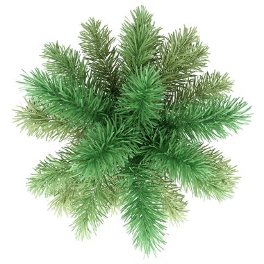 beyaz arka plan üzerinde izole foxtail palmiye ağacı. üst görünüm