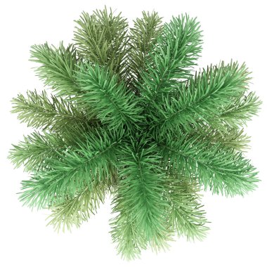 beyaz arka plan üzerinde izole foxtail palmiye ağacı. üst görünüm