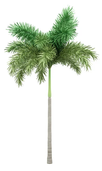 Foxtail palm drzewa izolowane na białym tle — Zdjęcie stockowe