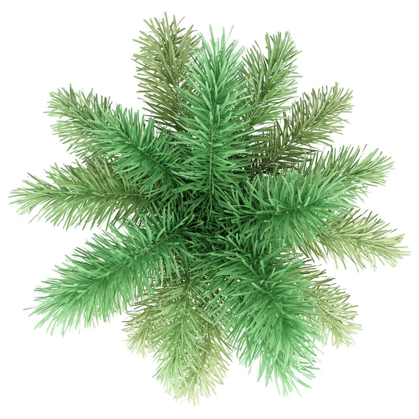 beyaz arka plan üzerinde izole foxtail palmiye ağacı. üst görünüm