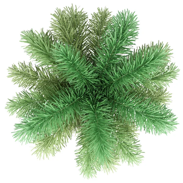 beyaz arka plan üzerinde izole foxtail palmiye ağacı. üst görünüm