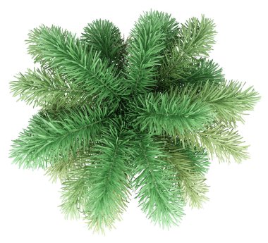 beyaz arka plan üzerinde izole foxtail palmiye ağacı. üst görünüm