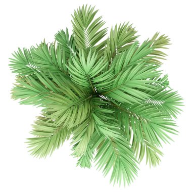 beyaz arka plan üzerinde izole altın baston palmiye ağacı. üst görünüm