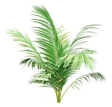 golden cane palm tree isolated on white background clipart