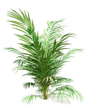 beyaz arka plan üzerinde izole altın baston palmiye ağacı